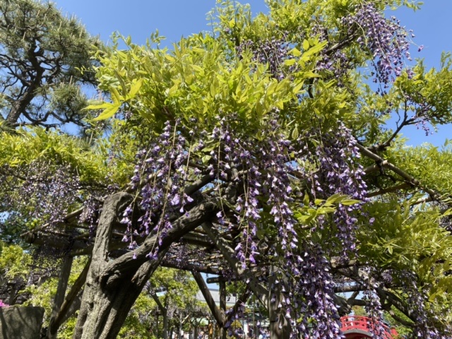 亀戸天神社に藤の花を見に行きました Akiraralife